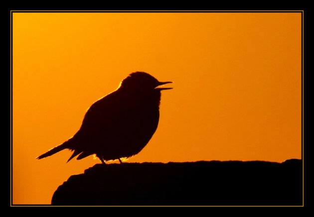 Meadow Pipit at sunset