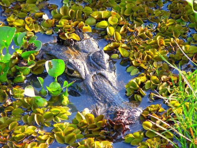 Pantanal  camouflage 