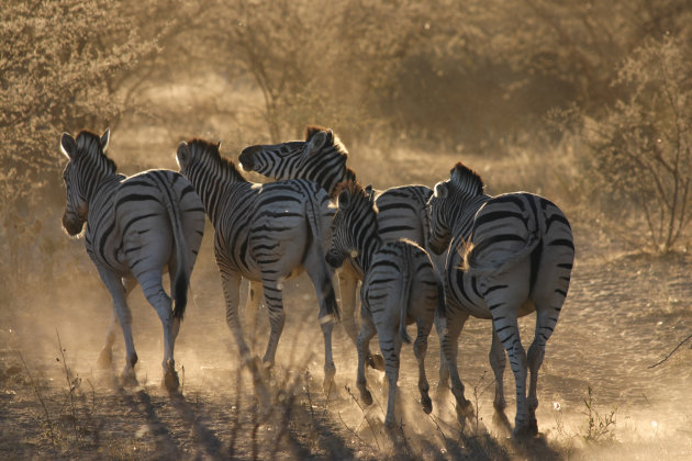 Zebra's @ Khama Rhino Sanctuary
