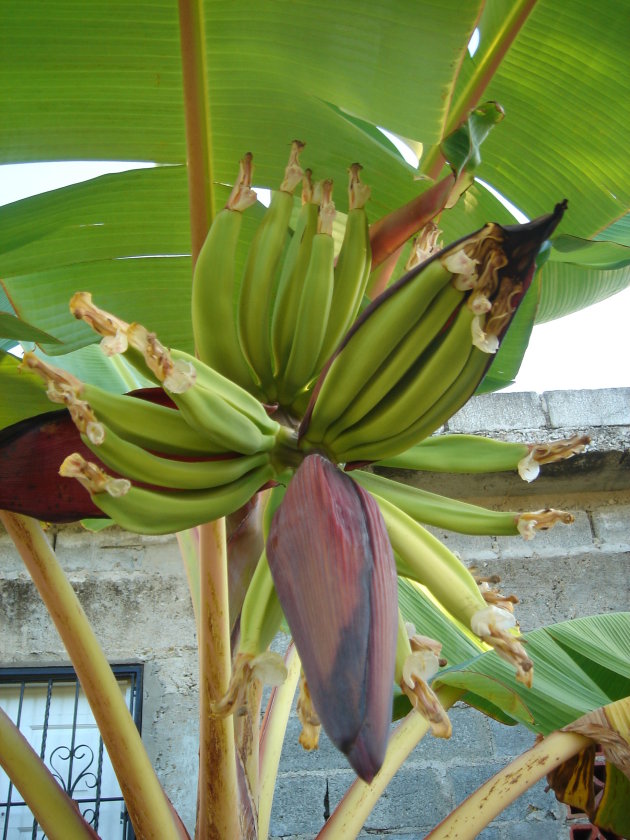 Bananen in de bloem