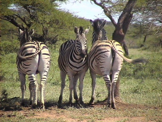 Zebra billen.....