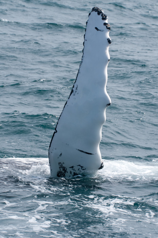 Walvissen spotten