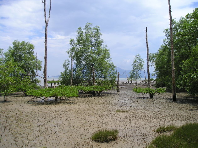 Mangrove Bako NP