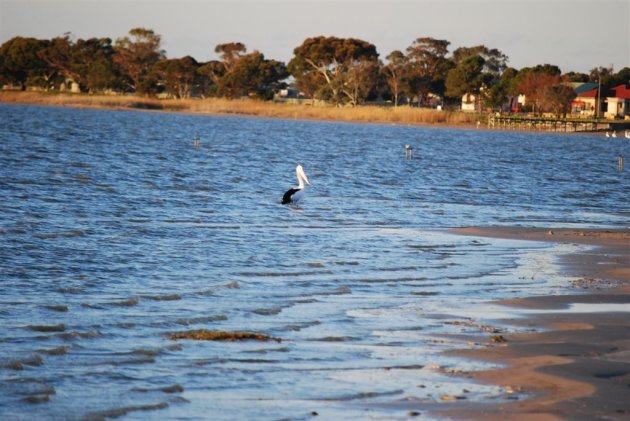 Lake Albert Meningie pelikaan