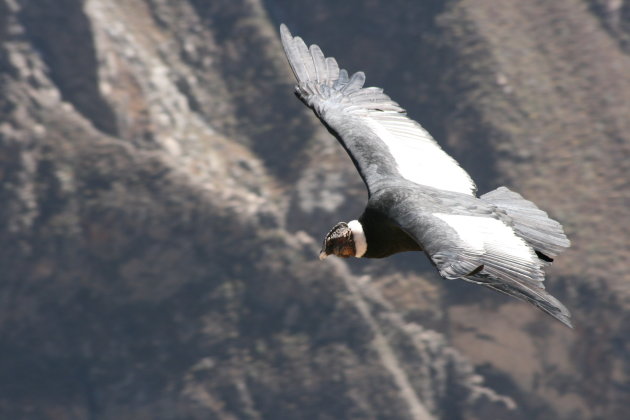 Condor zweeft boven Colca Canyon
