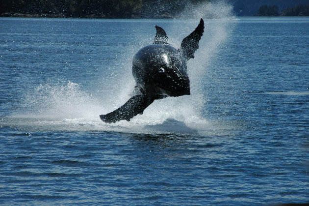 Flying humback whale