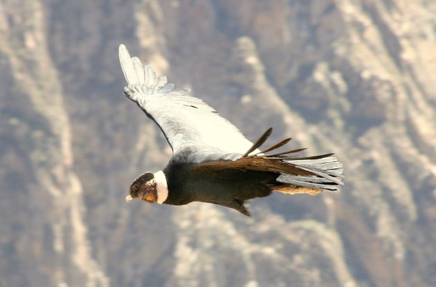 Condor in de canyon