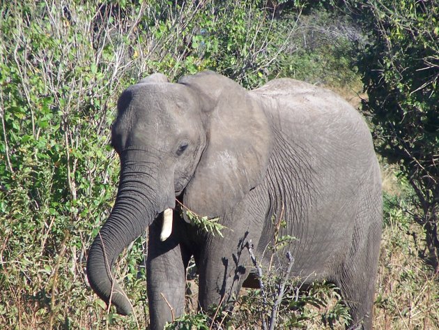 Olifant in Chobe NP
