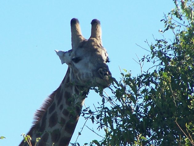 Giraffe in Chobe NP