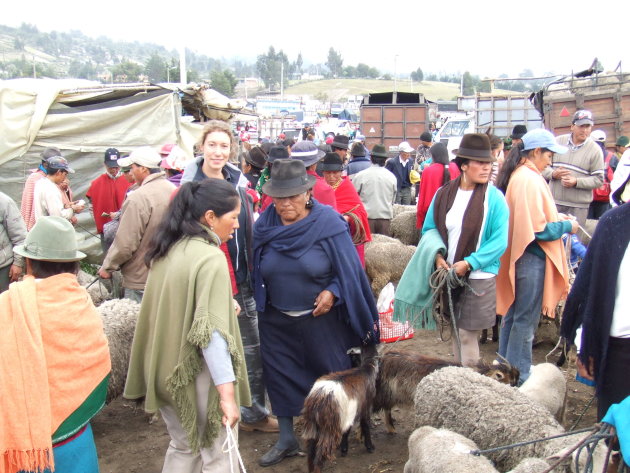 Beesten markt in Saquisili