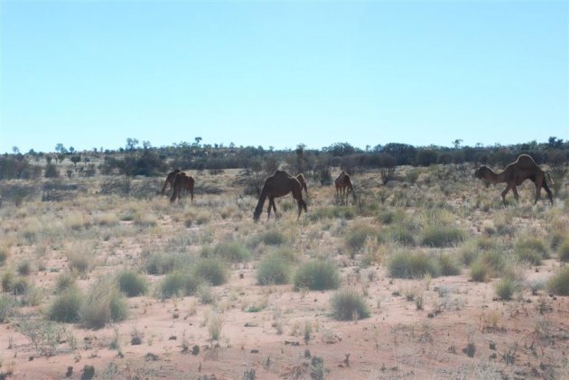 Landschap Outback  ri Uluru