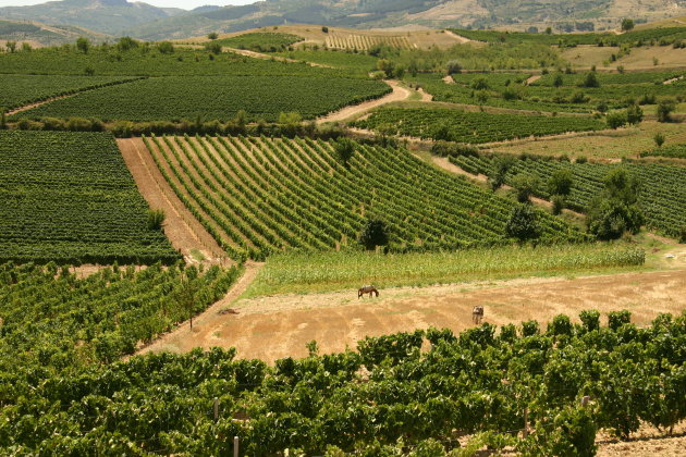 Tikves Wine Region