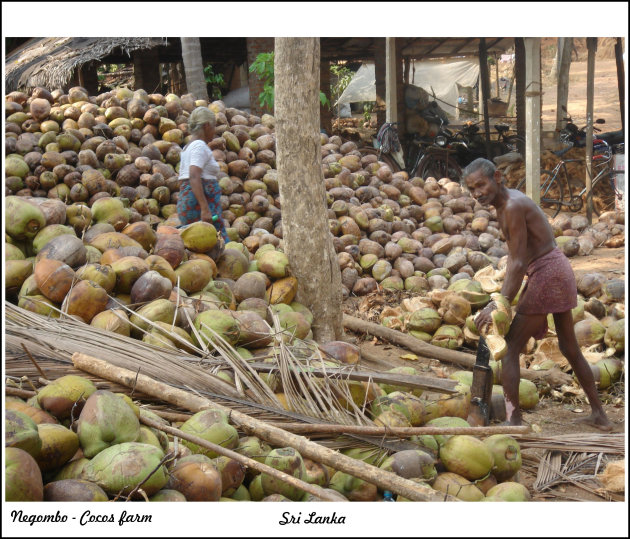 kokos farmers