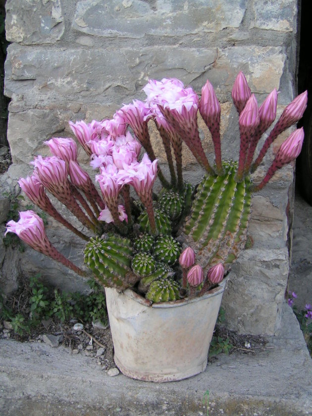 Cactussen in een pot