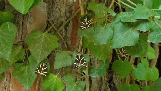 De vlindertuin van Paros