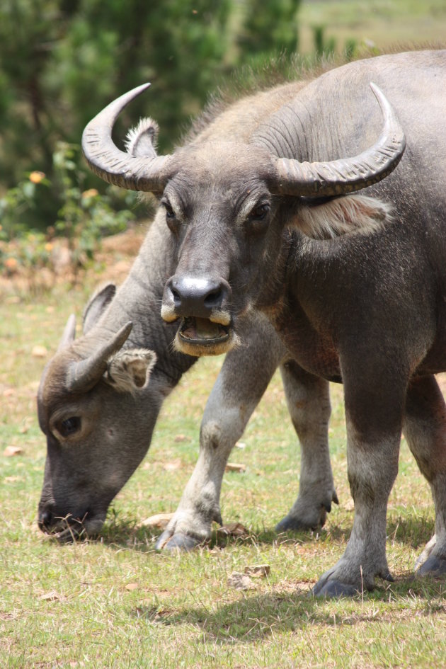 'Wilde' buffels in de buurt van Dalat.