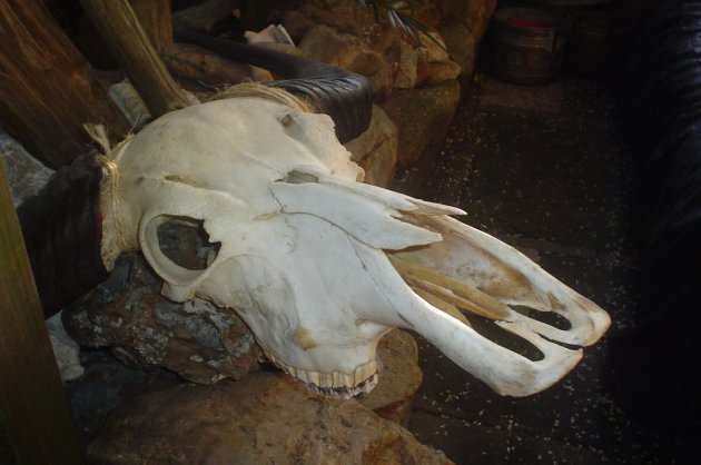 schedel waterbuffel