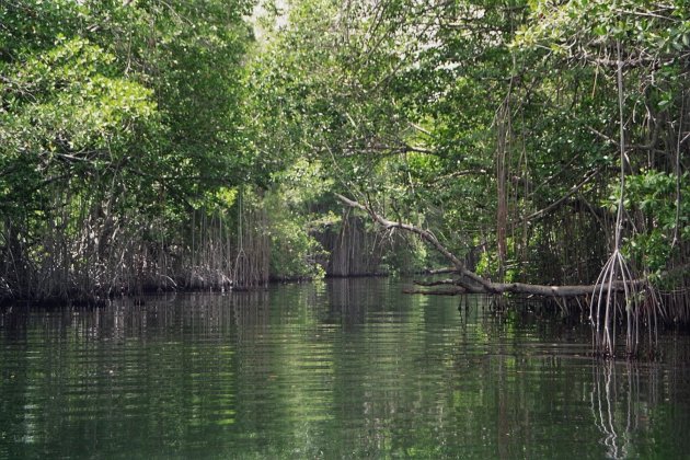 mangrove alley