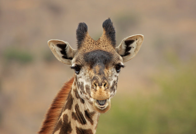 Lachende giraf?