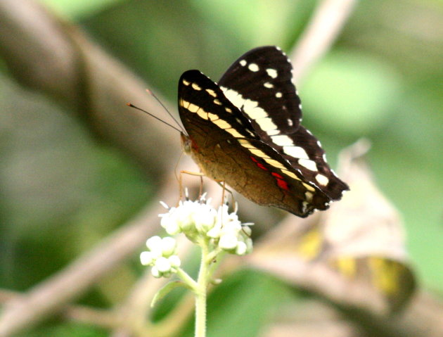 Vlinder Costa Rica