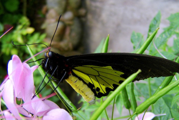 Vliegens vlugge vlinder