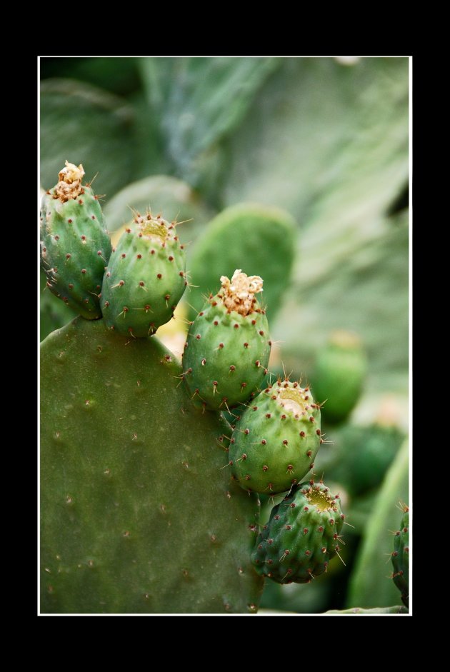 Cactusvruchten