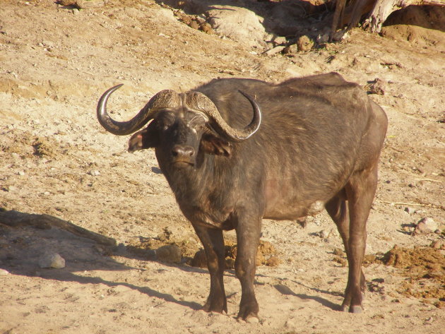 Fotogenieke buffel!