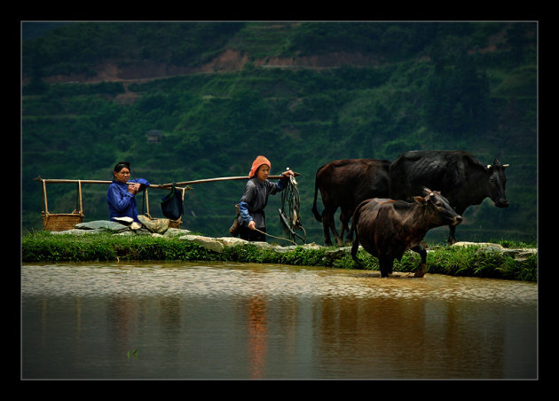 Chinese cattle...