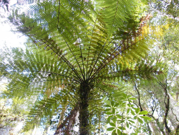 Kauri Forest