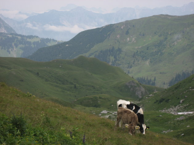 Bergkam met Koeien