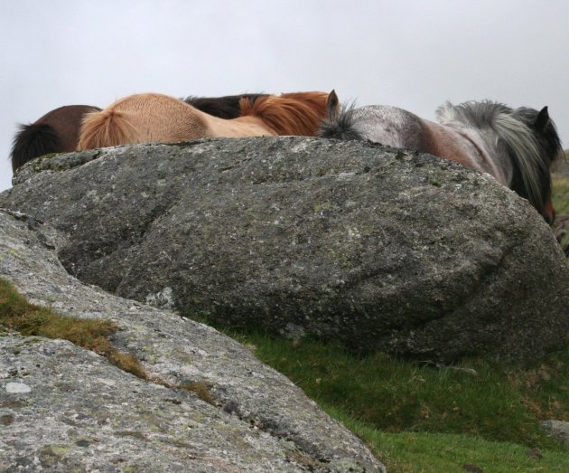 Dartmoor paardjes