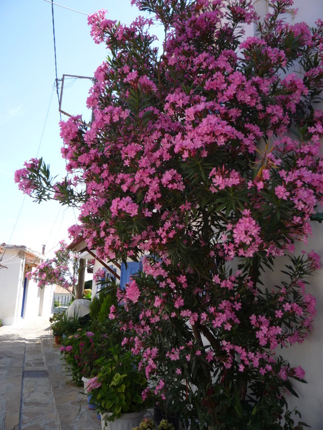 Griekse bloemen