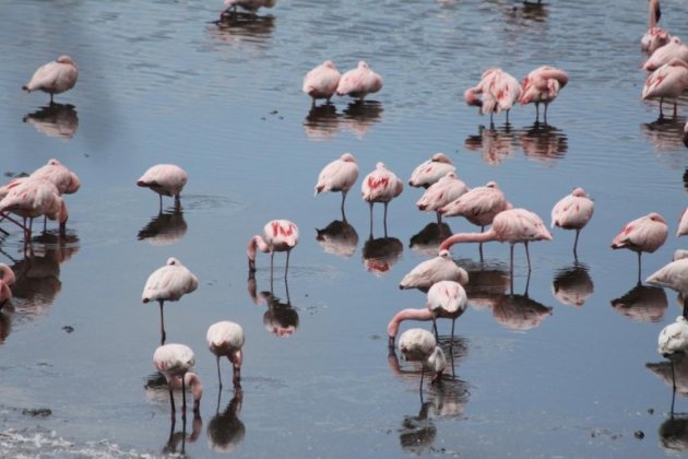 nog meer flamingo's