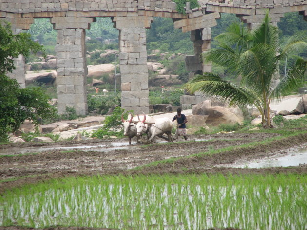 Ploegen in de rijstvelden