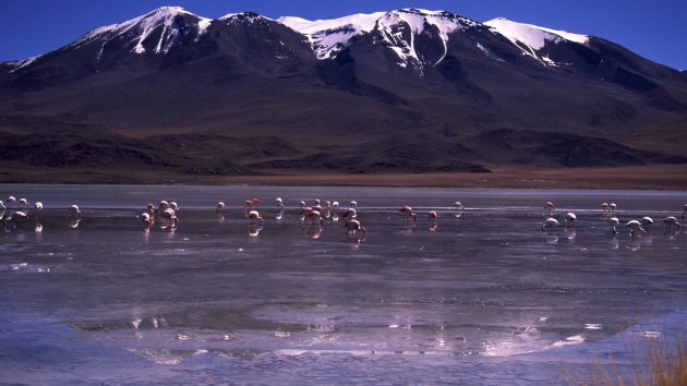 Spiegelende flamingo's