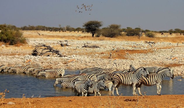lots & lots of zebras!!!