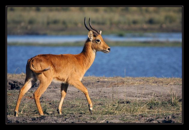 Moerasantilope