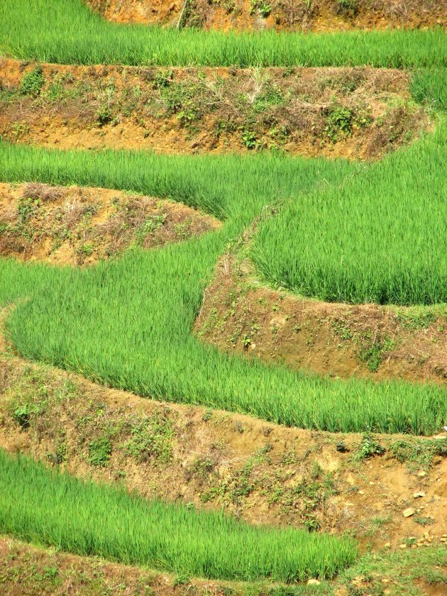 Lijnenspel: rijstveldjes Noord-Vietnam