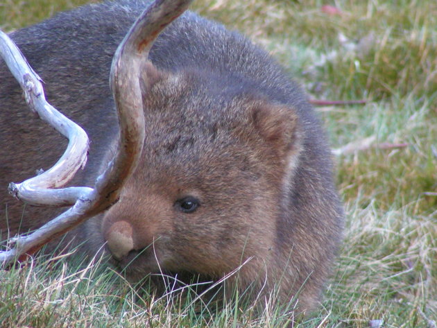 Wombat op Tasmanie