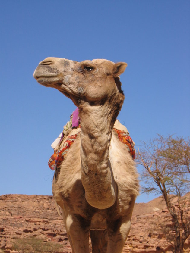 trotse oudere kameel