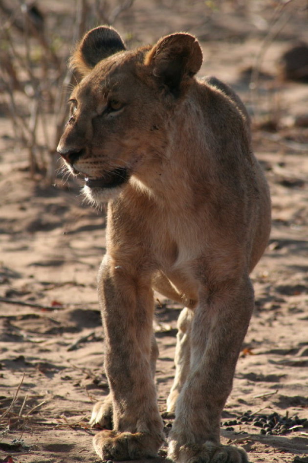 Jonge leeuw