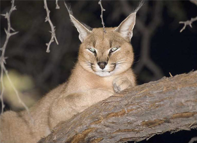 Caracal in boom