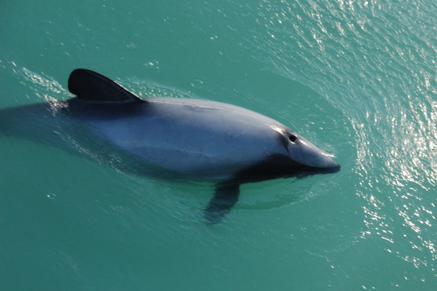 Hector dolfijn