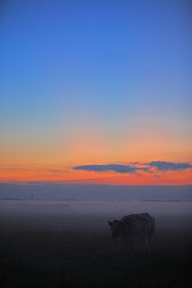 Koe in de mist bij het laatste daglicht...