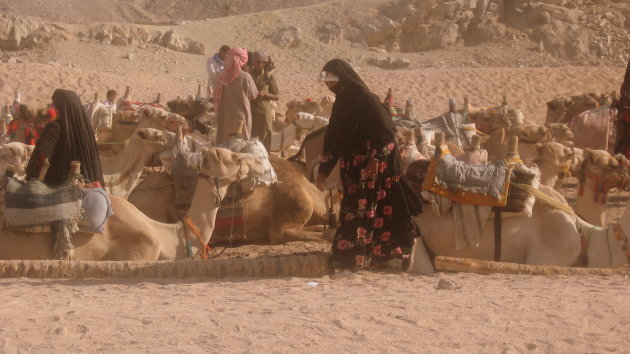 kamelen