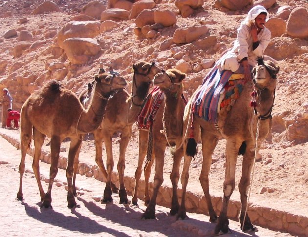 Handsfree bellen...ook per kameel?!