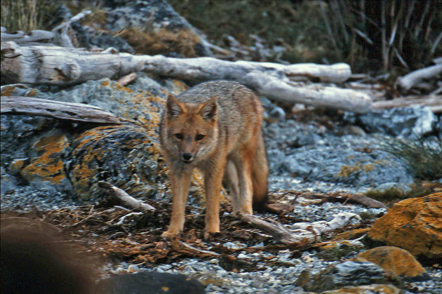Redfox ( soort coyote)