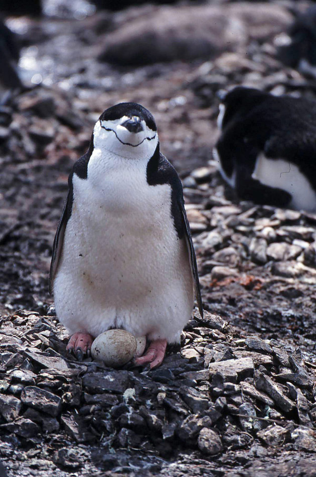 Chintrappinguins