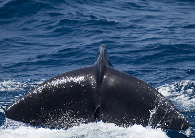 Humpback whale (1)