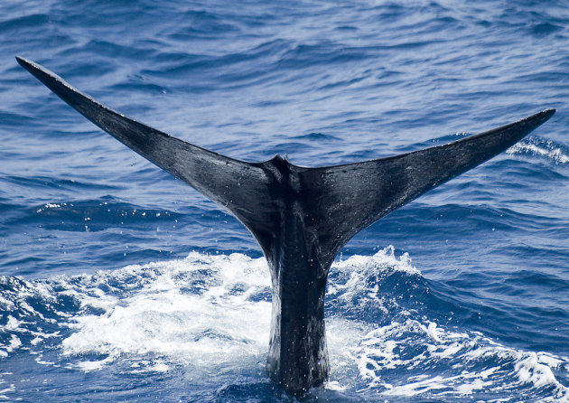 Humpback whale (3)